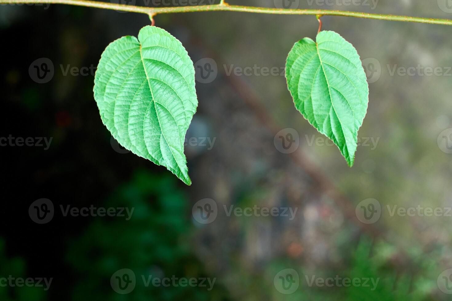 feuilles de vigne. feuilles de vigne vertes au jour de septembre ensoleillé dans le vignoble. bientôt récolte d'automne de raisins pour faire du vin, de la confiture et du jus. photo