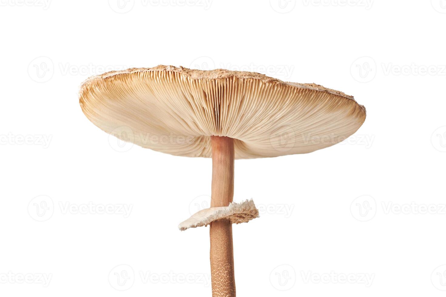 Macrolepiota procera champignon parasol isolé sur fond blanc, champignon brun avec big cap photo