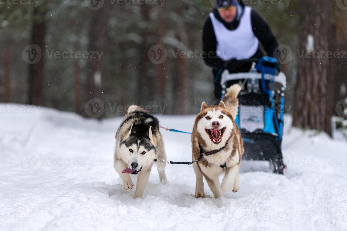 courses de chiens de traîneau. l'équipe de chiens de traîneau husky tire un traîneau avec un musher à chiens. concours d'hiver. photo