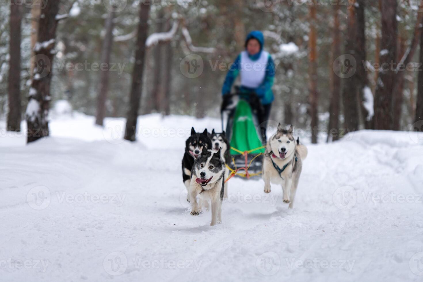 courses de chiens de traîneau. l'équipe de chiens de traîneau husky tire un traîneau avec un musher à chiens. concours d'hiver. photo