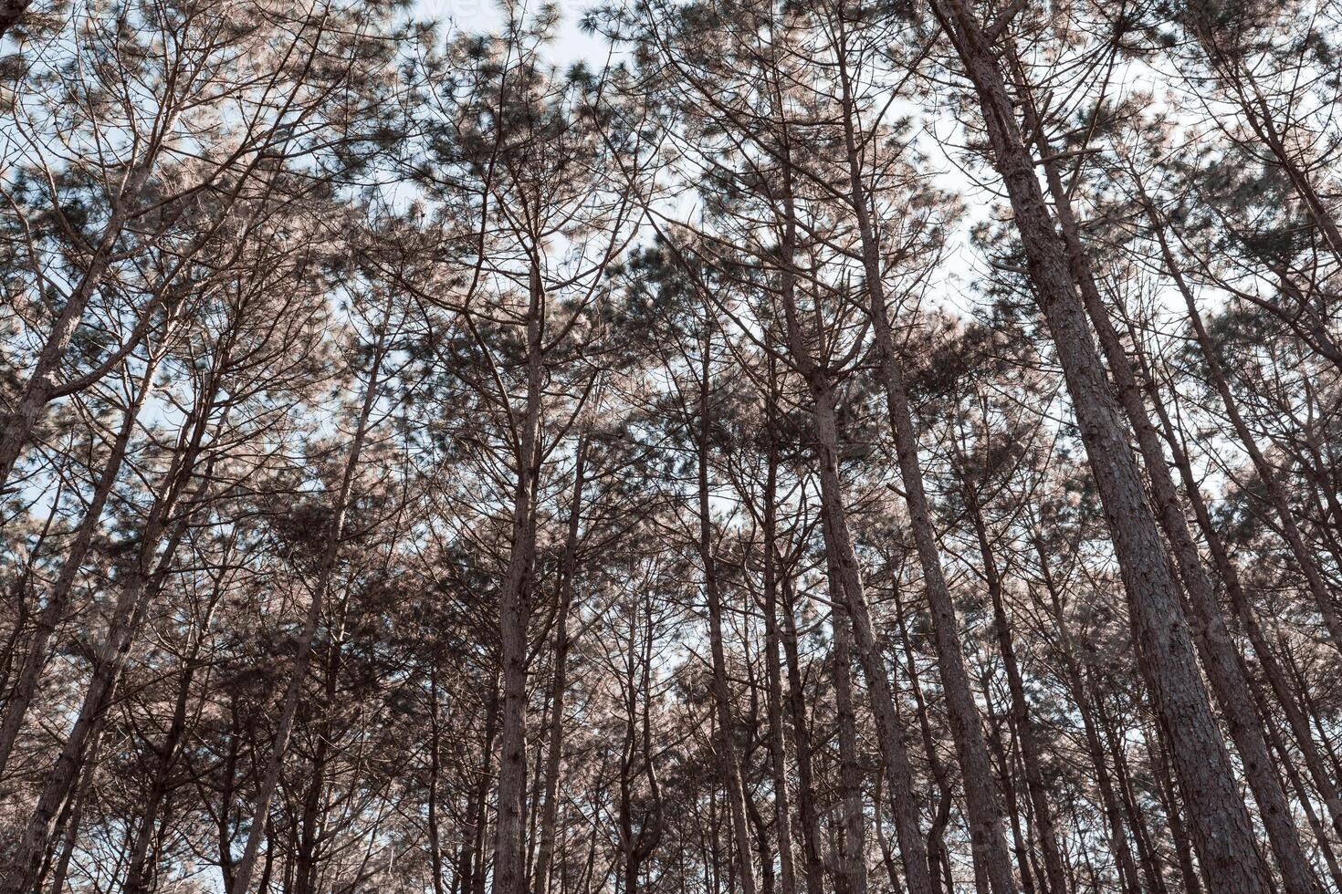 boisé forêt des arbres rétro-éclairé par d'or lumière du soleil avant le coucher du soleil. une magnifique Naturel forêt. hiver Voyage se détendre vacances concept. photo