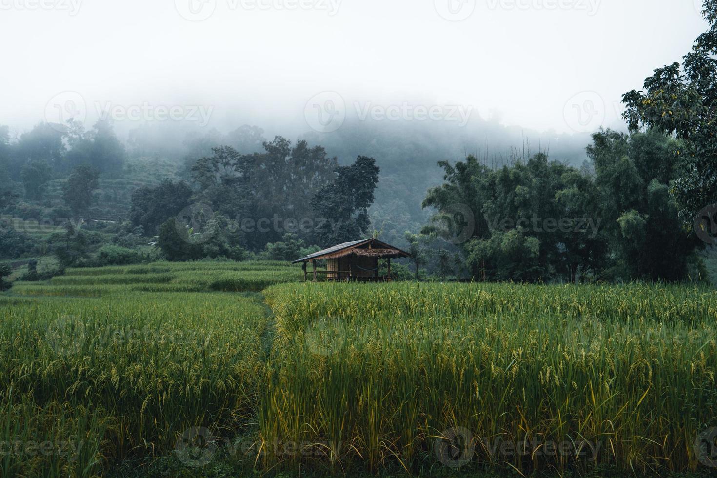 riz et rizières un jour de pluie photo