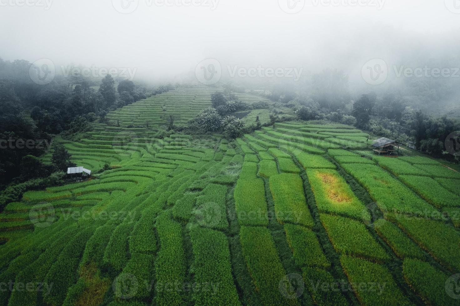 riz et rizières un jour de pluie photo