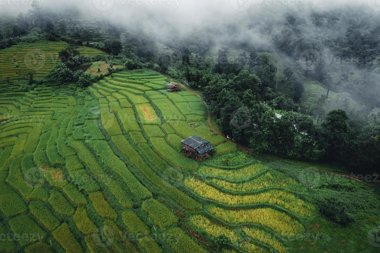 riz et rizières un jour de pluie photo