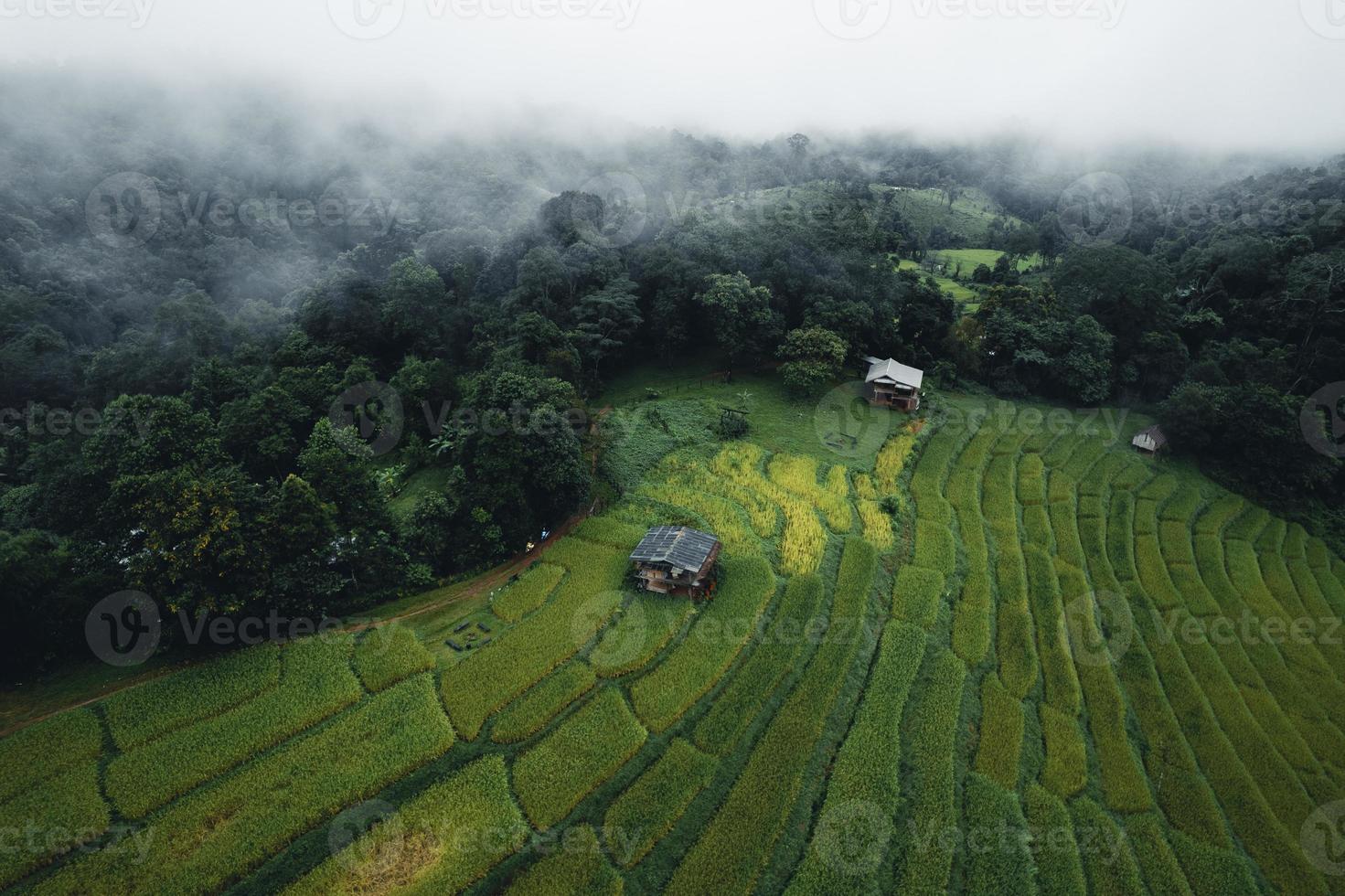 riz et rizières un jour de pluie photo