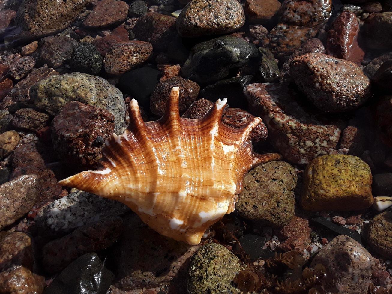 coquillages égyptiens dans le gros plan de la mer rouge photo