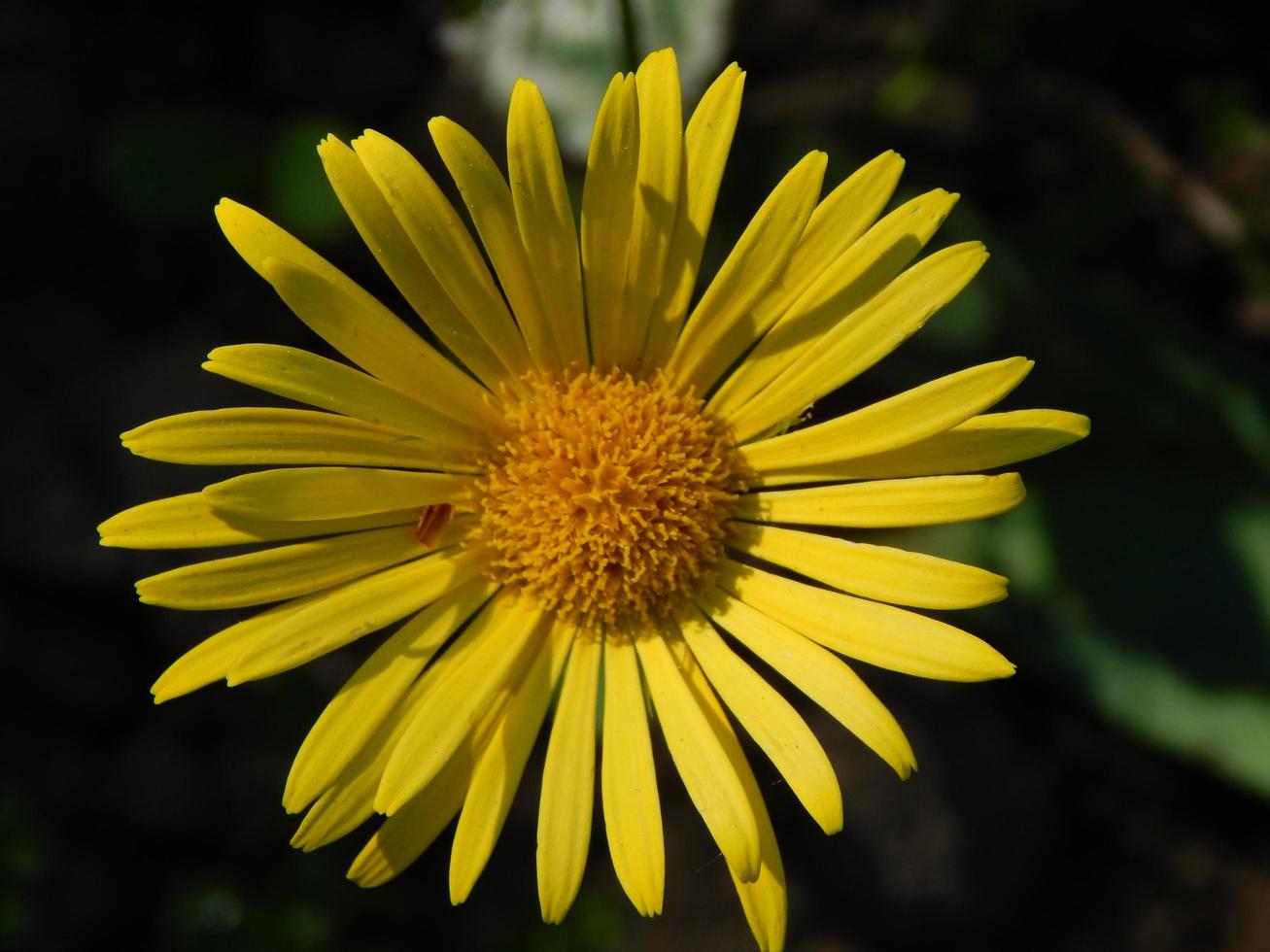 l'agriculture plantant des plantes et des fleurs de jardin photo