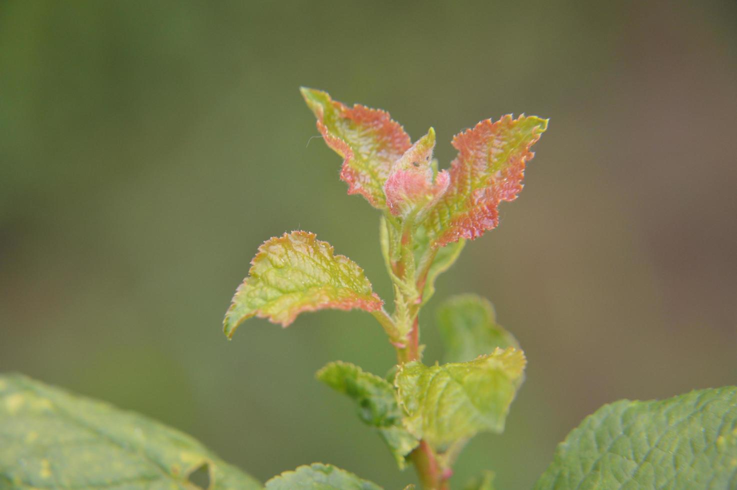 plantes forestières et détails des arbres et des buissons photo