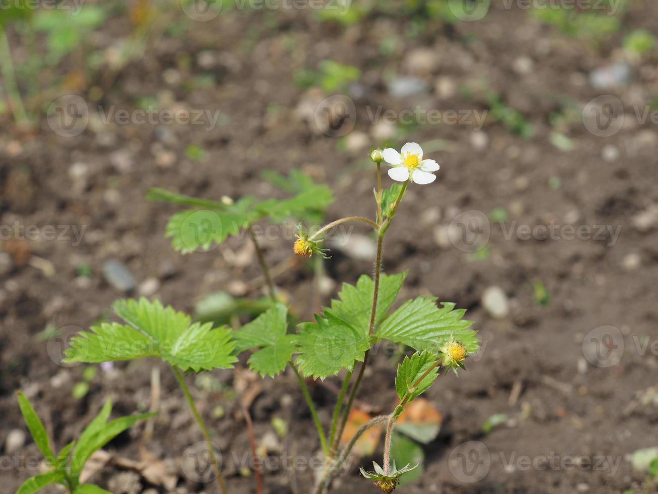 usine de fruit de fraise photo