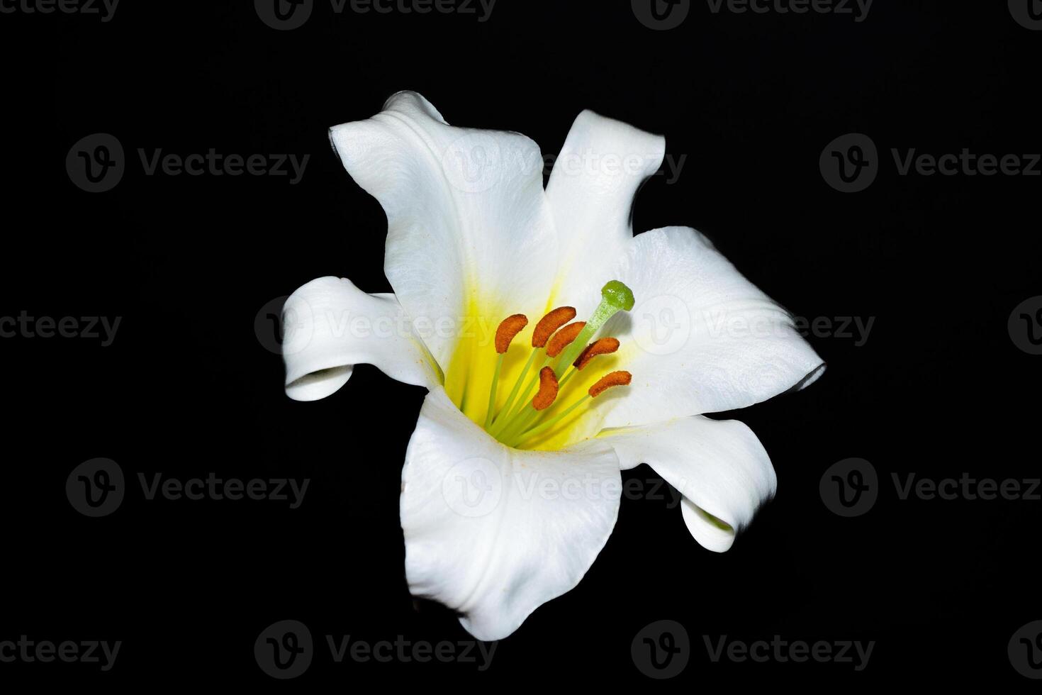 magnifique épanouissement lis fleur isolé sur noir Contexte. photo