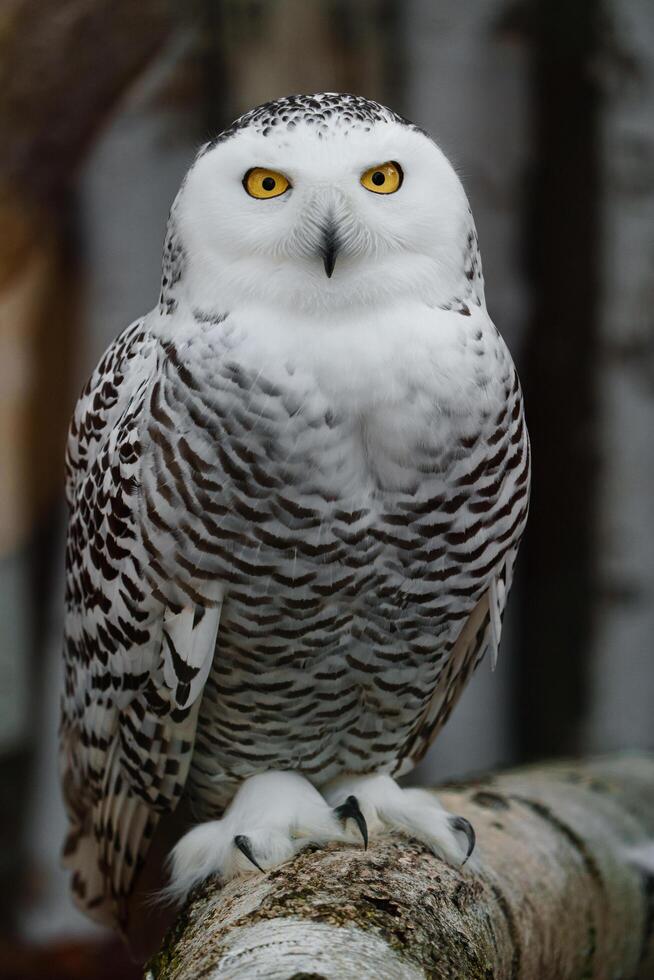 portrait de neigeux hibou sur branche photo