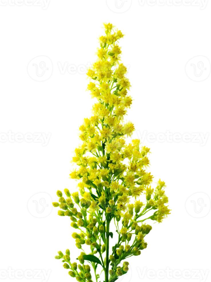 Solidago canadensis fleur photo