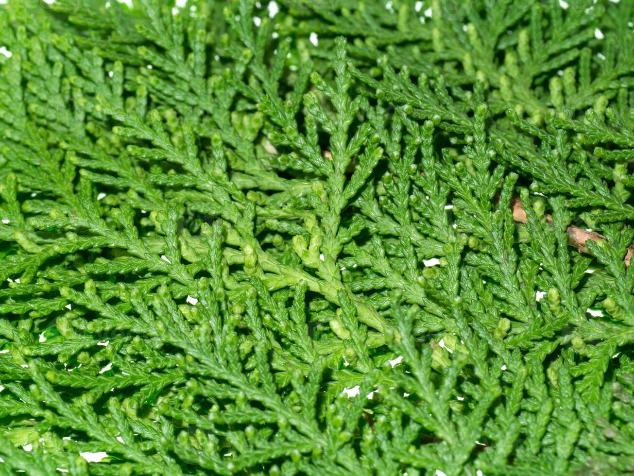 vert feuille de carillon arborvitae photo