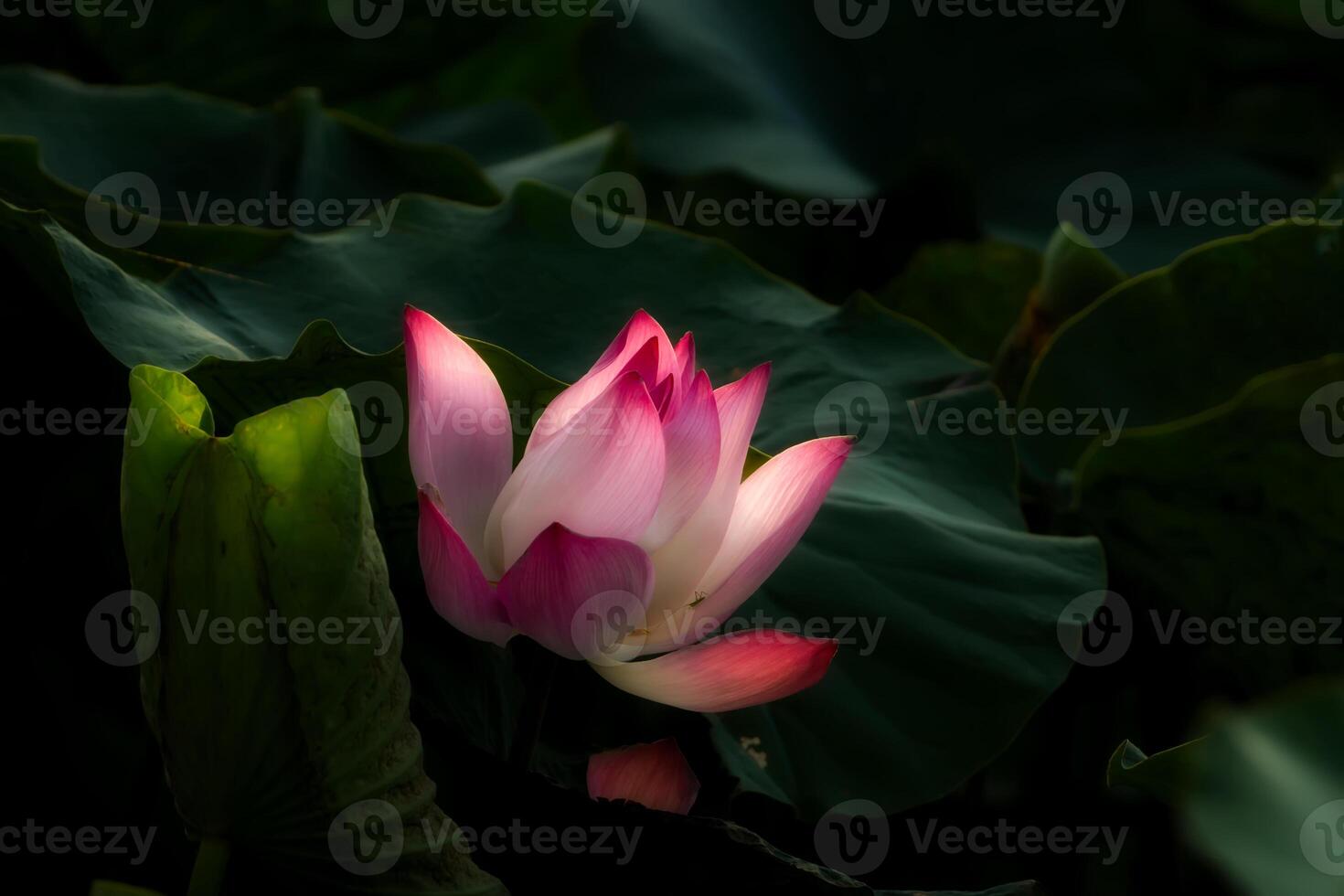 rose lotus fleur sont épanouissement photo