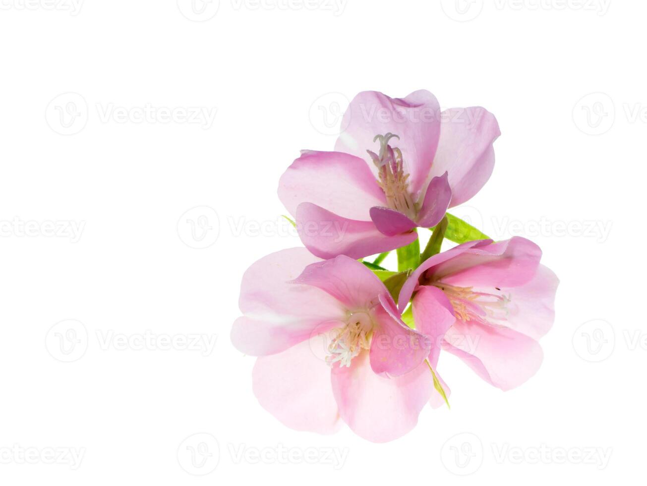 dombeya fleur sur blanc Contexte. photo