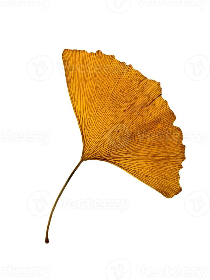 séché ginkgo feuilles photo