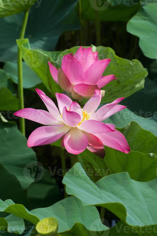 rose lotus fleur sont épanouissement photo