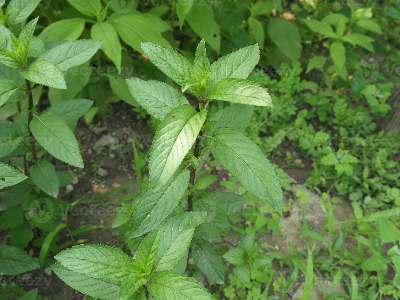 menthe poivrée plante mentha piperita photo