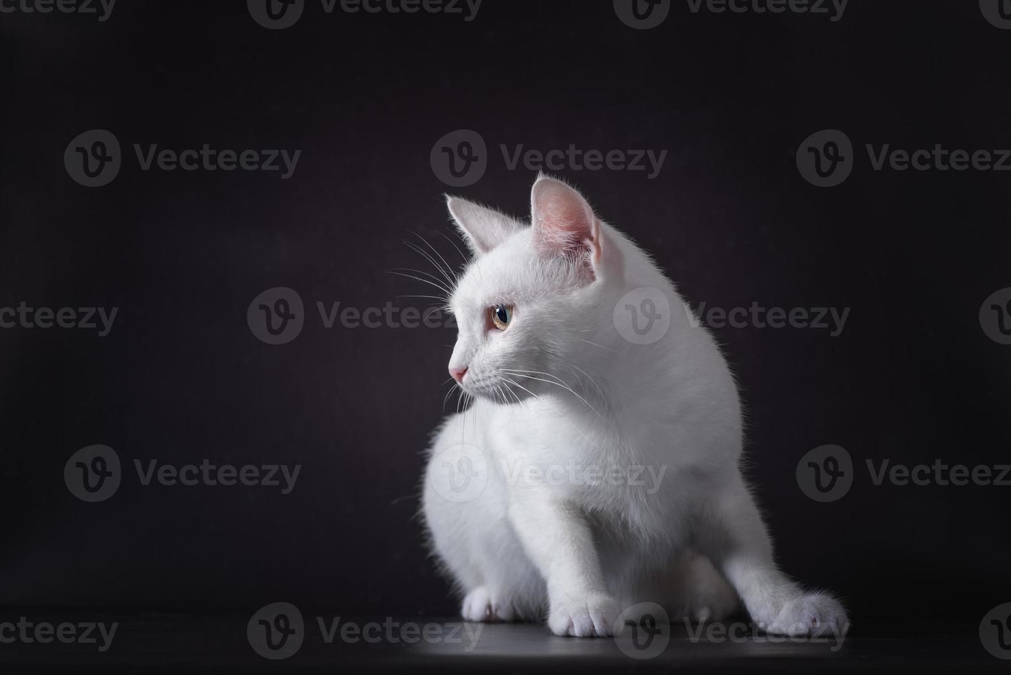 chat blanc assis sur un fond noir photo