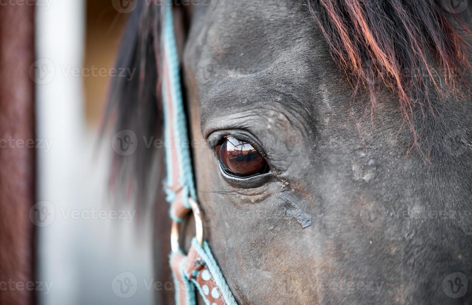 tête et yeux de cheval se bouchent photo