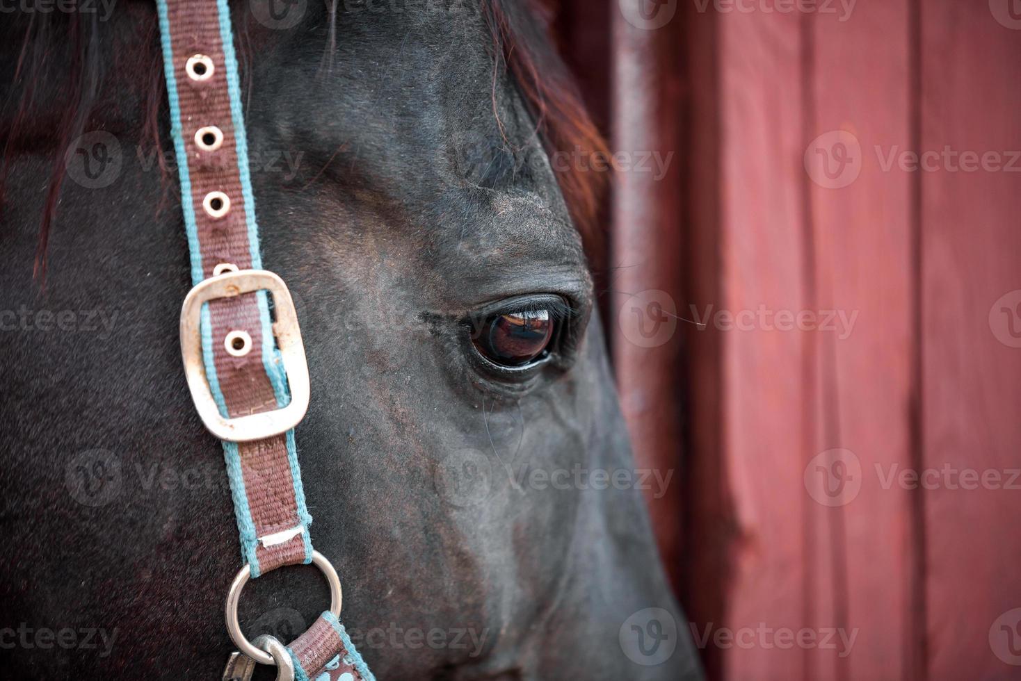 tête et yeux de cheval se bouchent photo