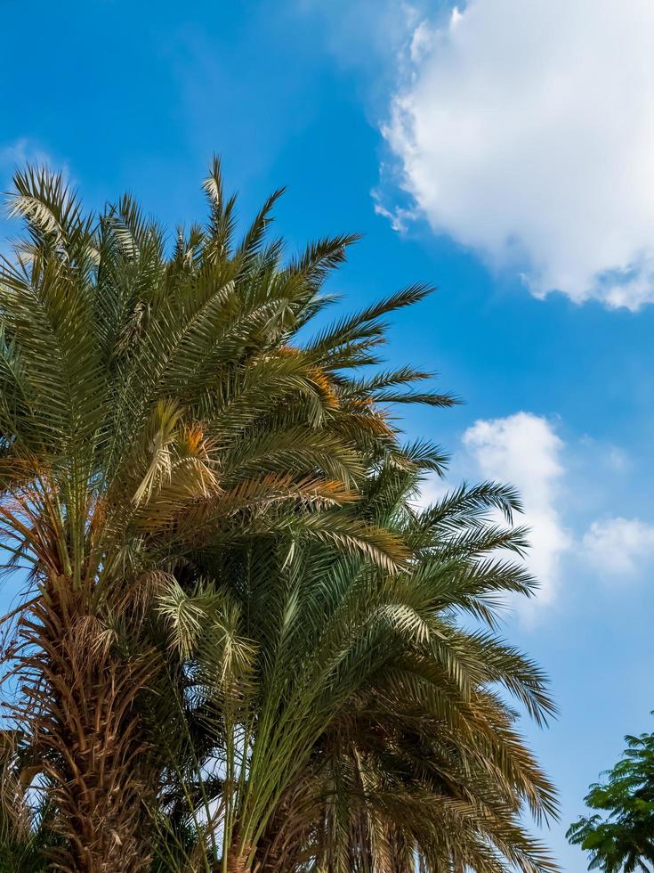 palmiers contre le ciel bleu photo