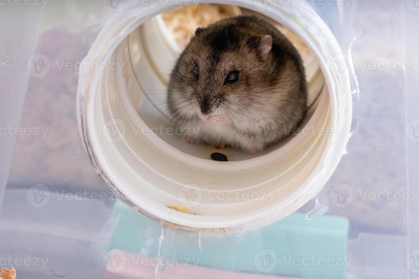 le hamster nain de Campbell photo