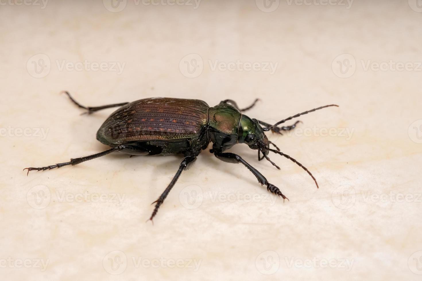 scarabée chasseur de chenille adulte photo