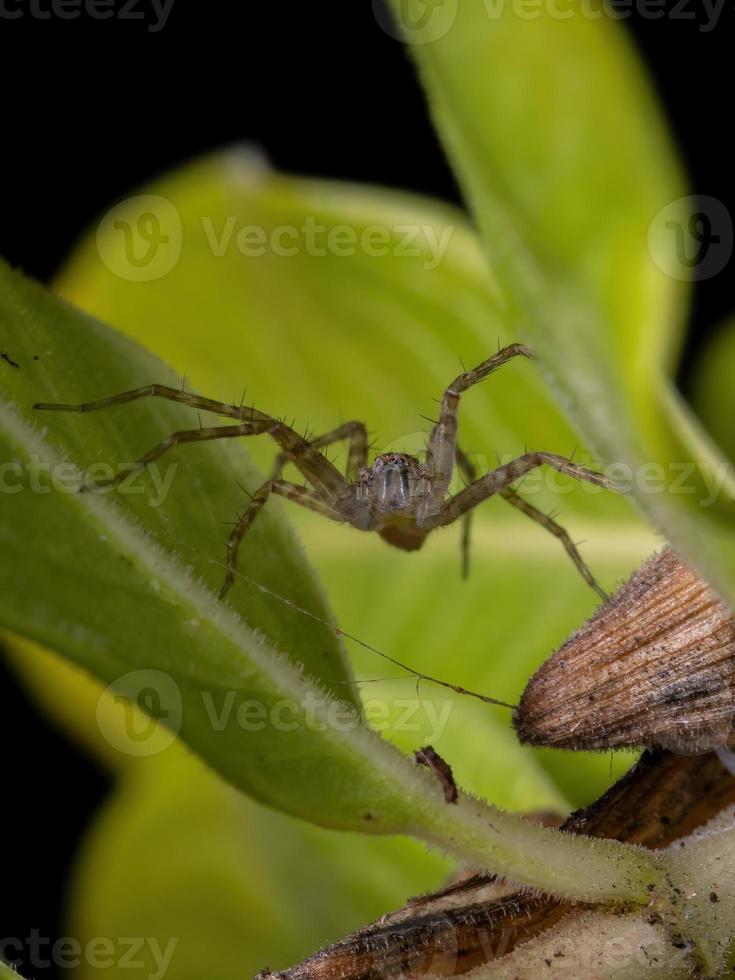 araignée de toile de pépinière photo
