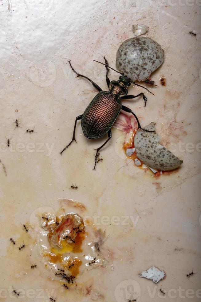 scarabée chasseur de chenille adulte photo