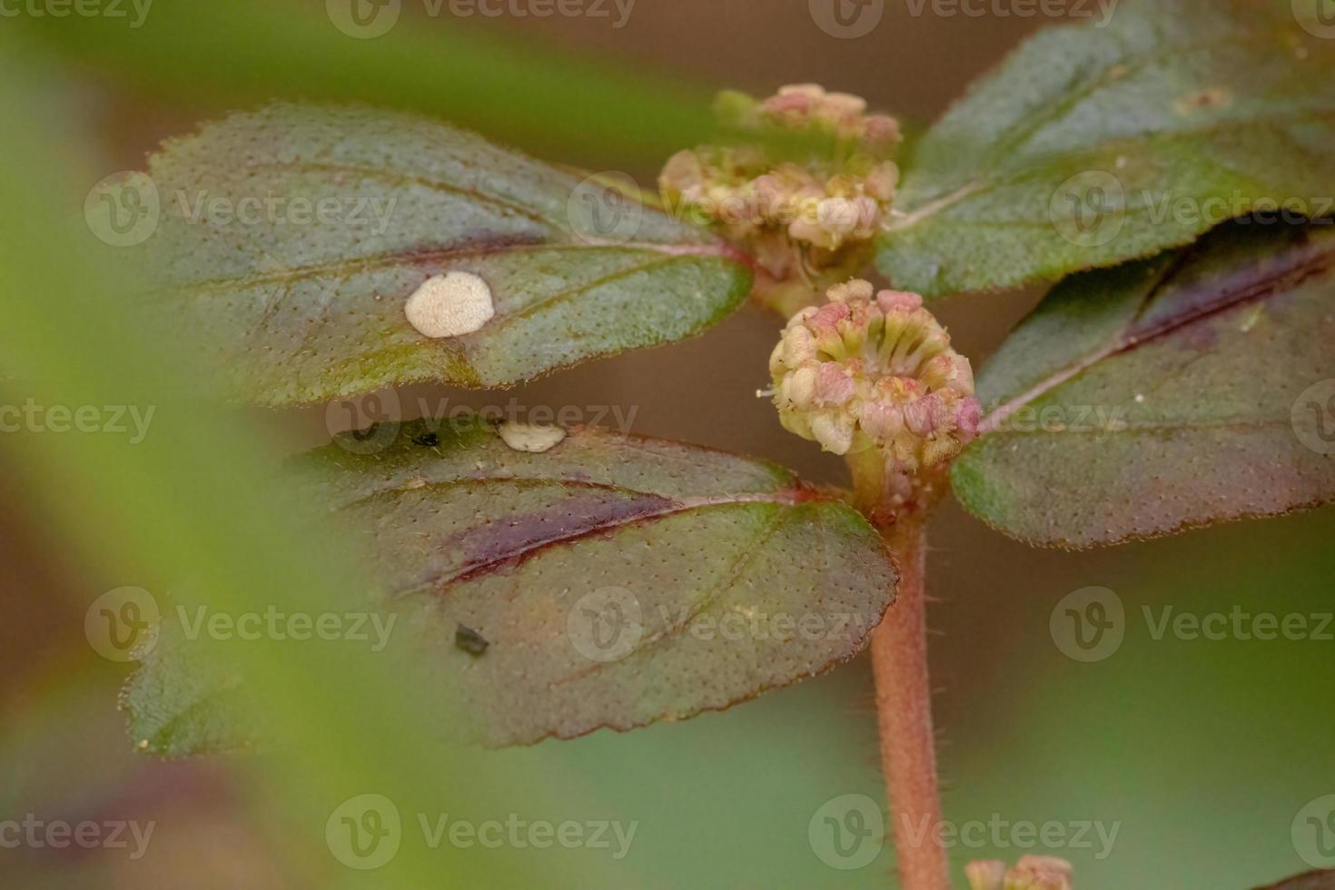 usine d'asthme en macro photo