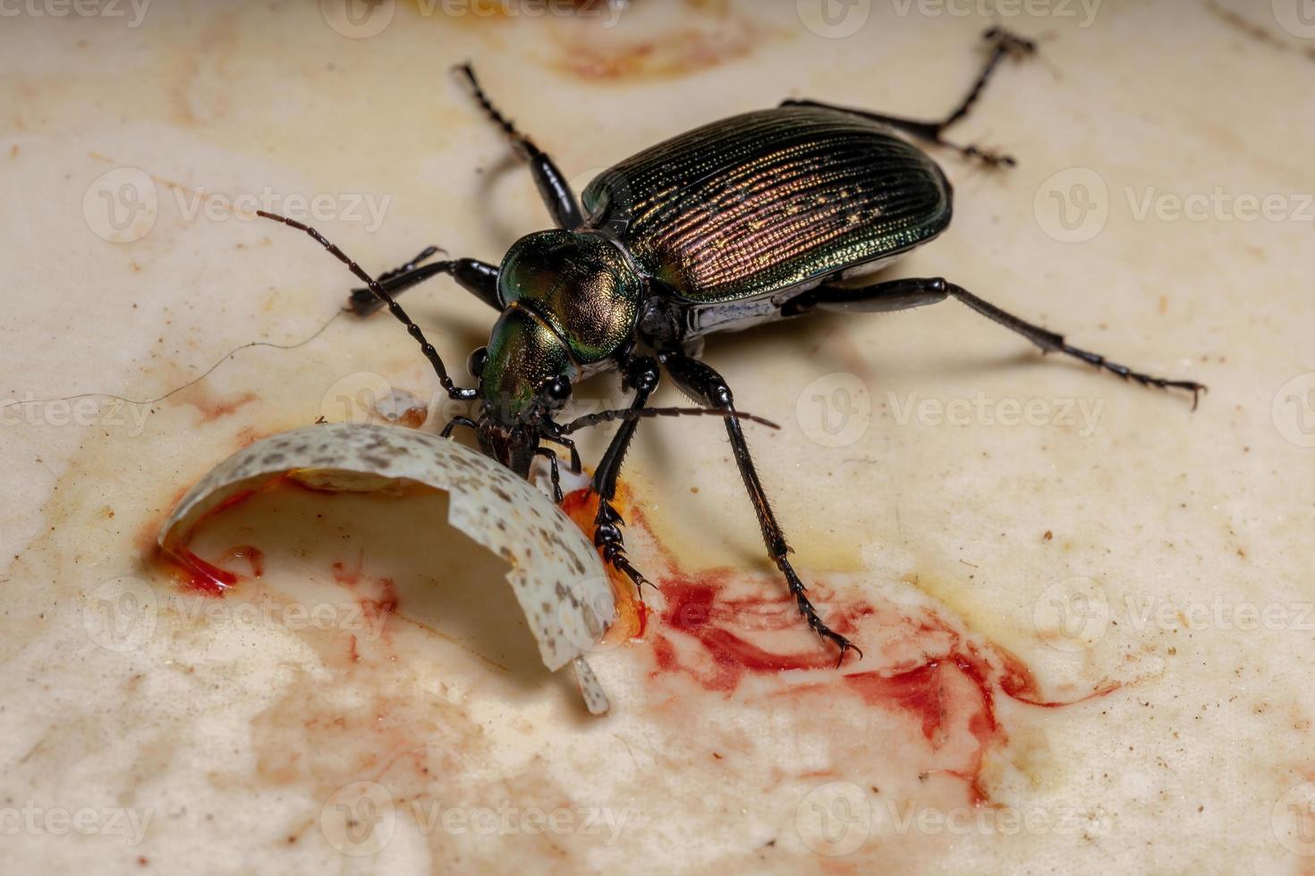 scarabée chasseur de chenille adulte photo