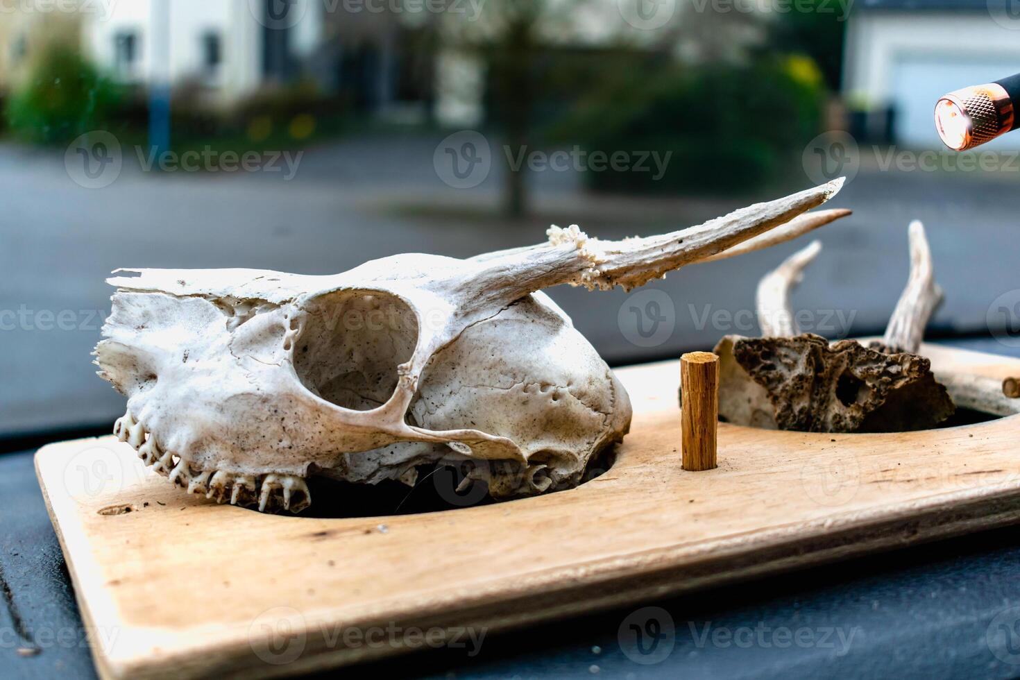 crâne de Jeune cerf avec ses les dents et bois photo