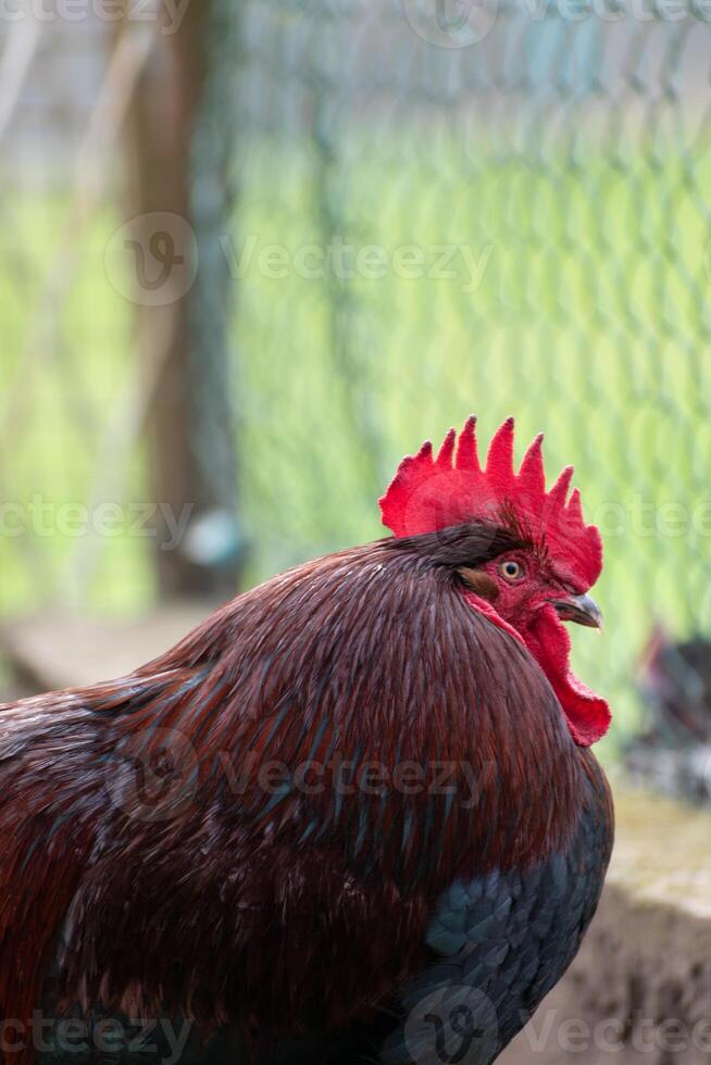 français coq dans une ferme avec magnifique foncé plumage photo