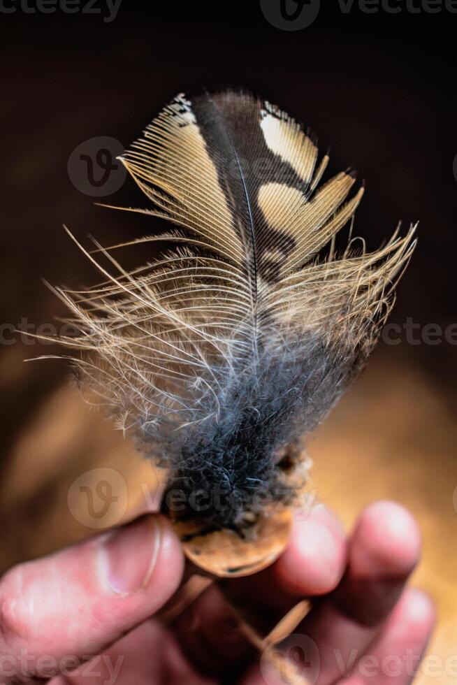 eurasien Aigle hibou plume, bubon bubon photo