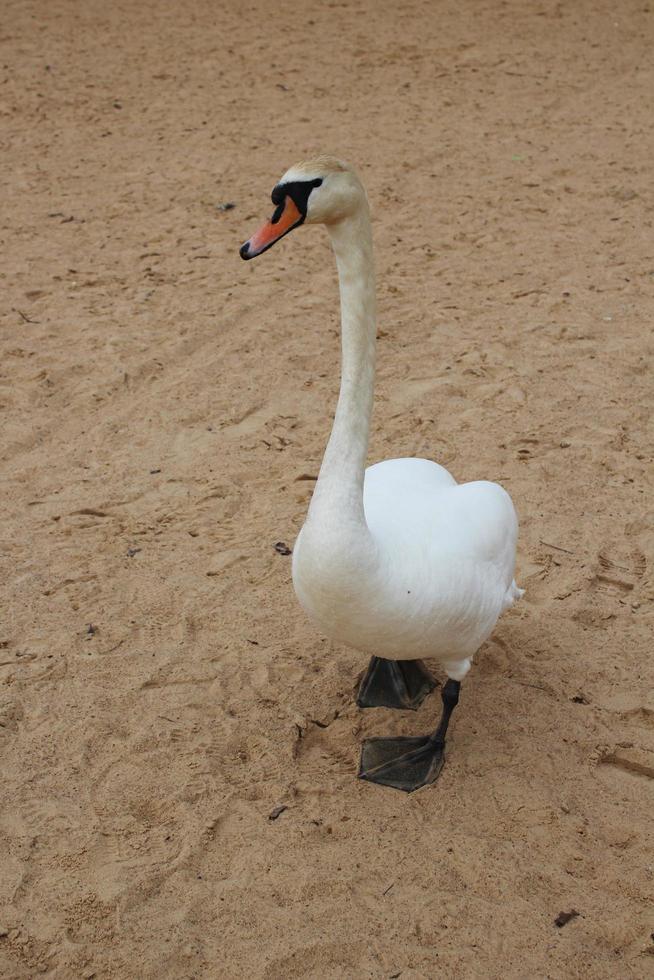 cygne blanc au long cou photo