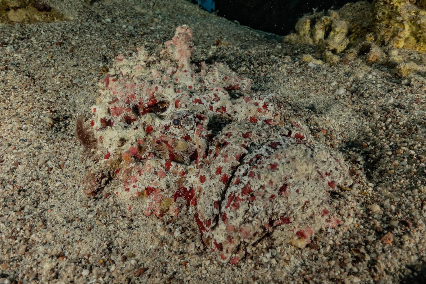 les poissons nagent dans la mer rouge, poissons colorés, eilat israël photo