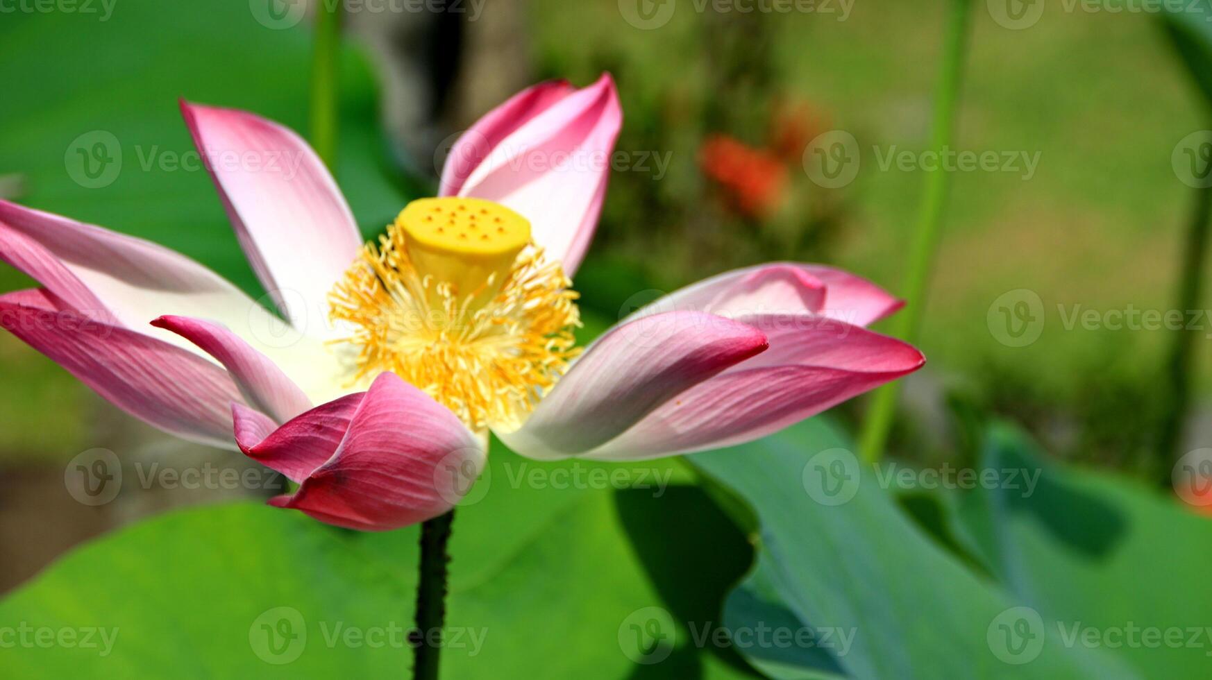 la fleur de lotus naturelle fleurit dans un beau jardin photo