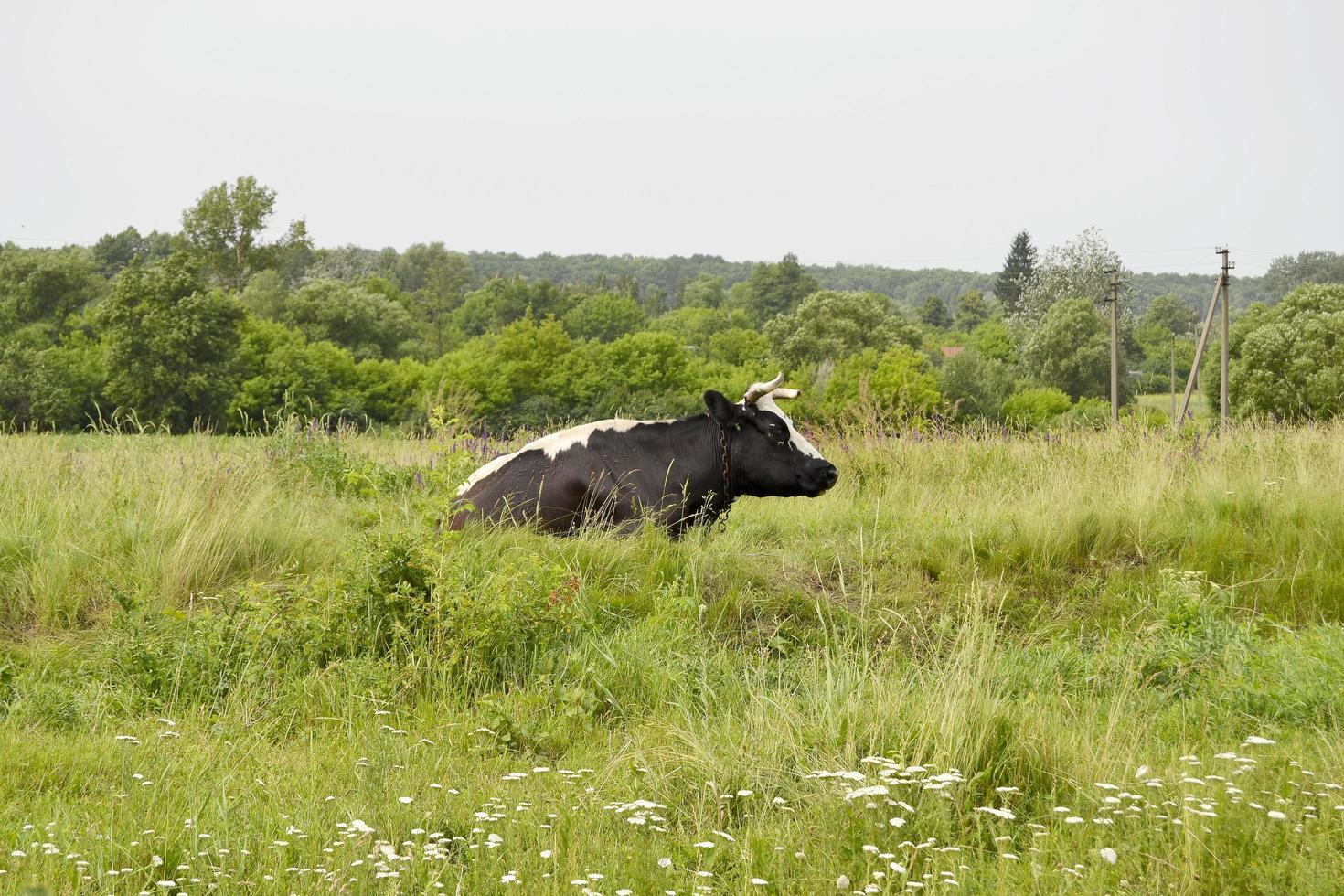 belle grosse vache à lait broute sur un pré vert photo