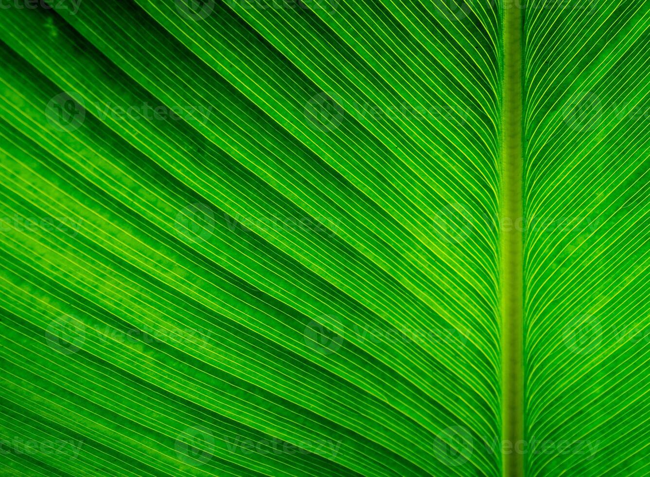 texture sur la surface de la feuille de plante de cigare, fond vert photo