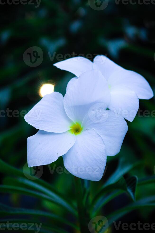 fermer photo de magnifique fleurs