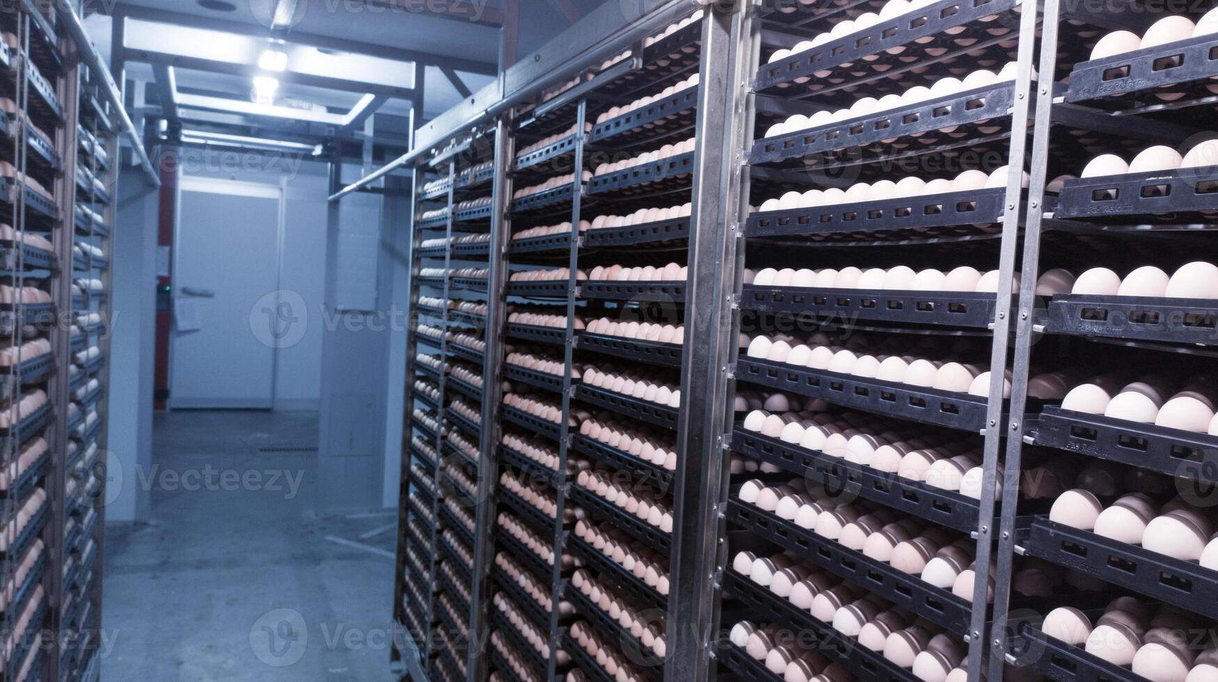La technologie de couvoir incubation machine pour des œufs poulet, poulet née processus sur le couvoir production. éclosion des œufs sur le incubation machine. photo