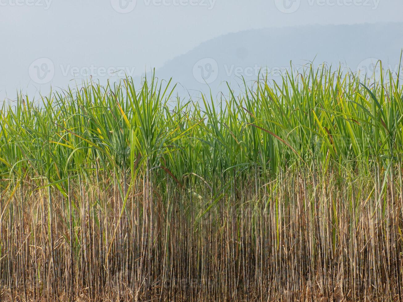 plantations de canne à sucre, la plante tropicale agricole en thaïlande photo