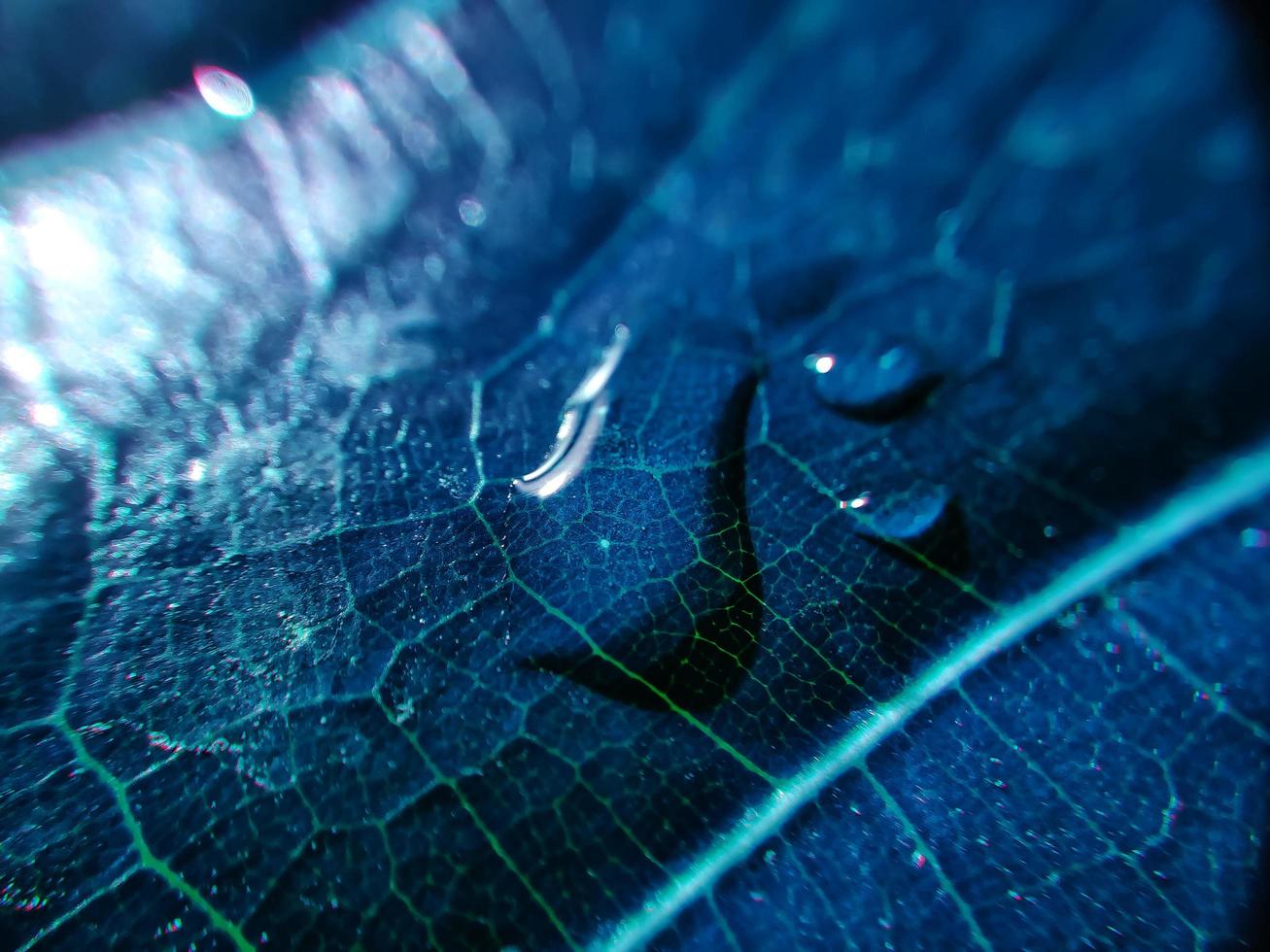 fond naturel gros plan image. belles gouttes d'eau de pluie transparente sur une macro de feuille colorée. photo