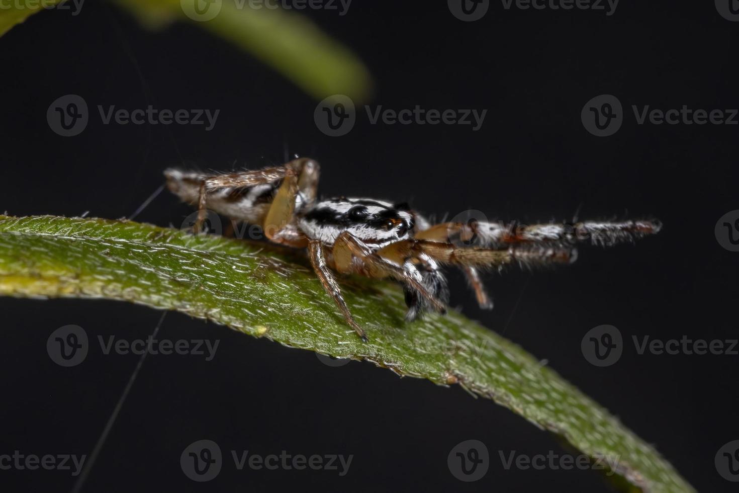 petite araignée sauteuse photo