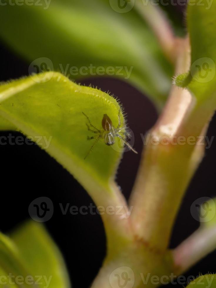 araignée lynx rayé photo