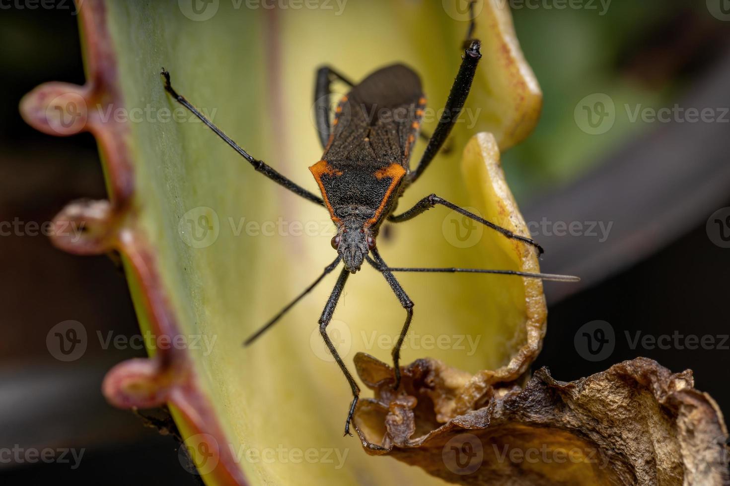 punaise à pieds feuille adulte photo