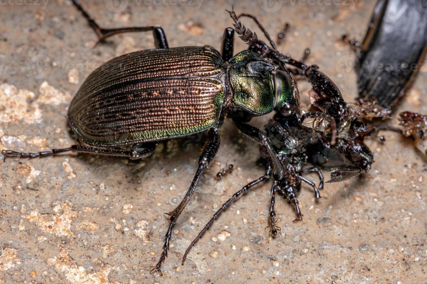 scarabée chasseur de chenille adulte photo