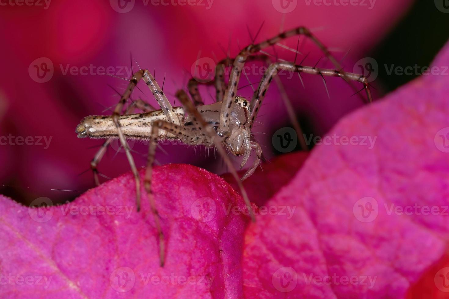 petite araignée lynx photo