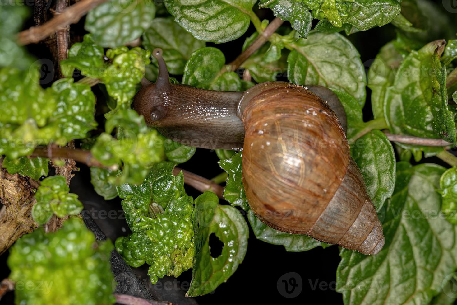 escargot géant africain photo